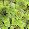 آزولا(سرس آبی)  Azolla (Water Fern)